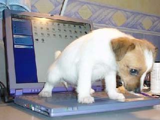 Laptop dog